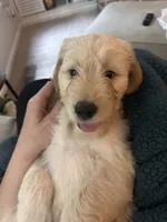 George- Lime Collar, a male Goldendoodle for sale in Dallas, GA – 5 of 5