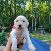 Dolly- Pink Collar, a male Goldendoodle for sale in Dallas, GA – 2 of 2