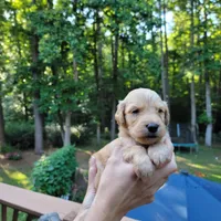 Hank- Green Collar, a male Goldendoodle for sale in Dallas, GA – 2 of 2