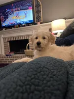 Baxter (navy collar), a male Goldendoodle for sale in Dallas, GA – Photo 2 of 7