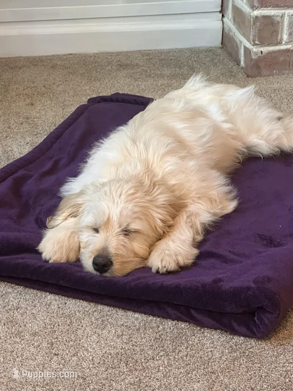 Baxter (navy collar), a male Goldendoodle for sale in Dallas, GA – Photo 1 of 7