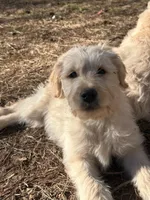 Baxter (navy collar), a male Goldendoodle for sale in Dallas, GA – Photo 4 of 7