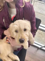 Baxter (navy collar), a male Goldendoodle for sale in Dallas, GA – Photo 3 of 7
