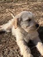 Baxter (navy collar), a male Goldendoodle for sale in Dallas, GA – Photo 5 of 7