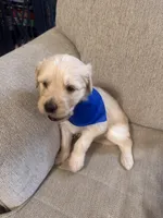 Baxter (navy collar), a male Goldendoodle for sale in Dallas, GA – Photo 6 of 7