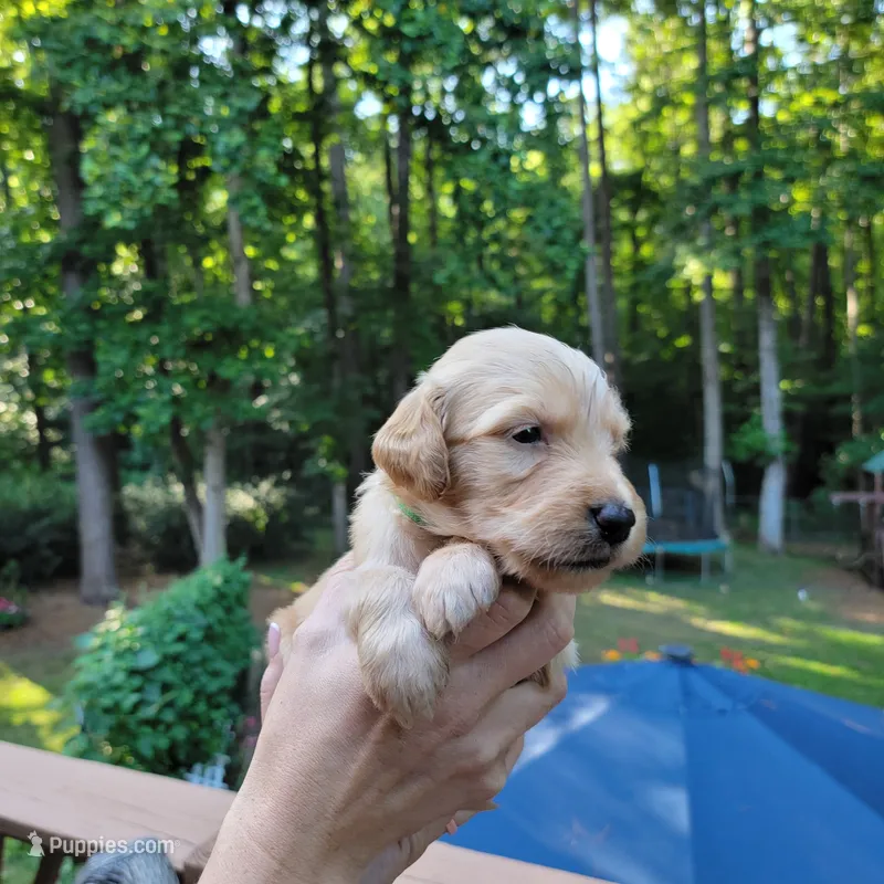 Hank- Green Collar – Goldendoodle puppy on hold in Dallas, GA