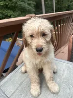 George- Lime Collar, a male Goldendoodle for sale in Dallas, GA – 3 of 5