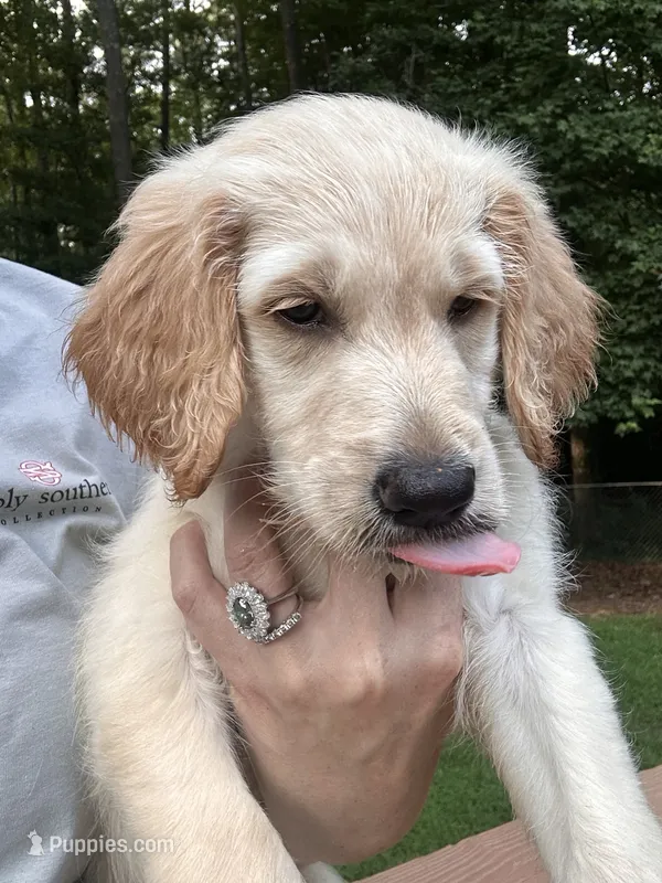 Toby- Orange Collar  – Goldendoodle puppy for sale in Dallas, GA