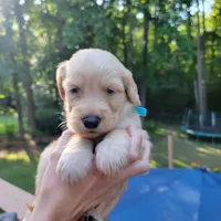 Waylon- Blue Collar, a male Goldendoodle for sale in Dallas, GA – 2 of 2