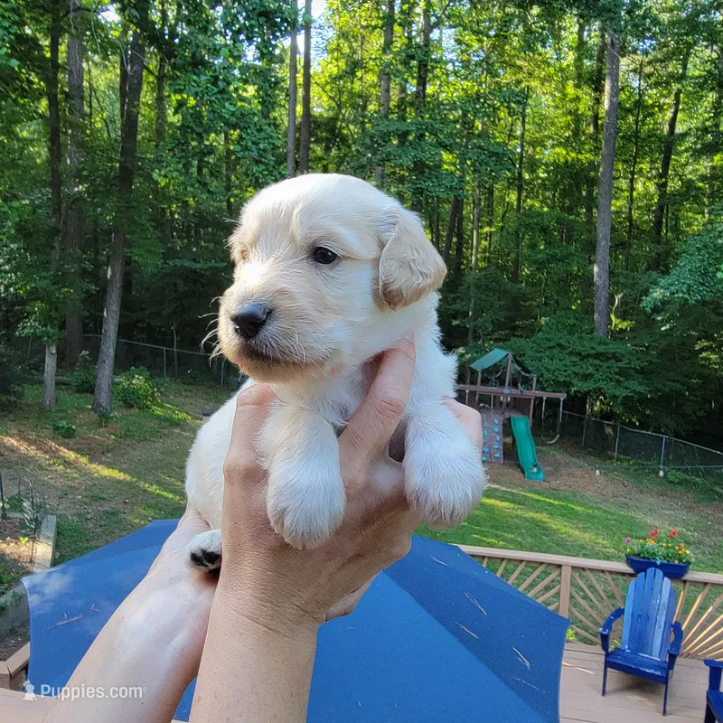 Toby- Orange Collar  – Goldendoodle puppy for sale in Dallas, GA
