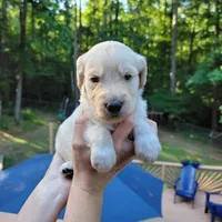 Toby- Orange Collar , a male Goldendoodle for sale in Dallas, GA – 2 of 2