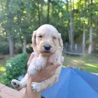 Cash- Yellow Collar, a male Goldendoodle for sale in Dallas, GA – 2 of 2