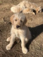 Koda-Ready today!, a male Goldendoodle for sale in Dallas, GA – Photo 2 of 2