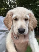 Toby- Orange Collar , a male Goldendoodle for sale in Dallas, GA – 3 of 9