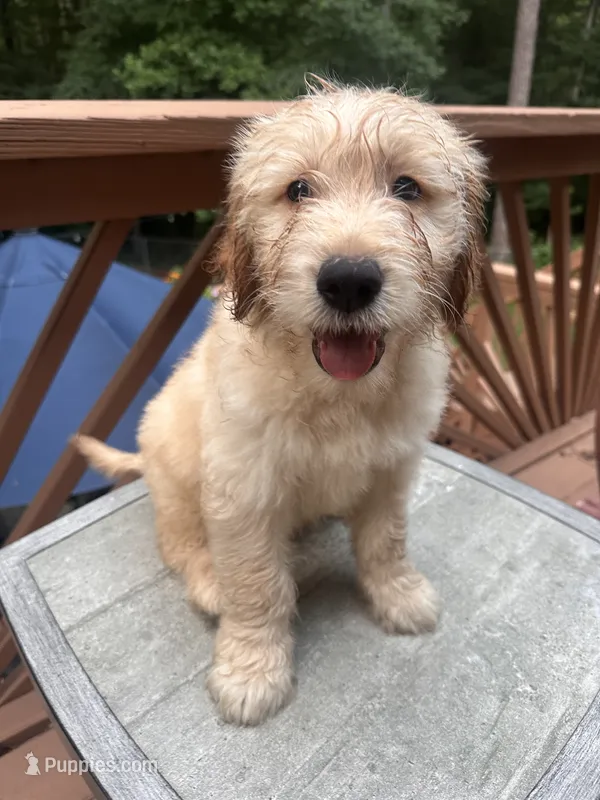 George – Goldendoodle puppy for sale in Dallas, GA