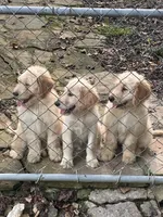 Toby- Orange Collar , a male Goldendoodle for sale in Dallas, GA – 4 of 9