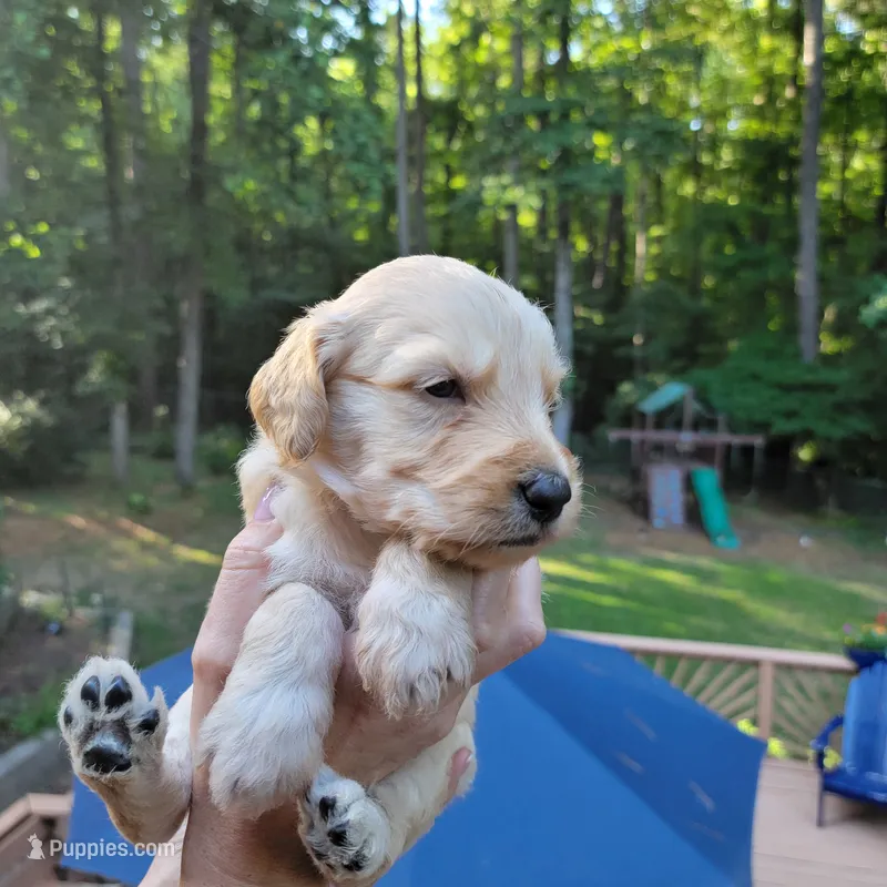 Cash- Yellow Collar – Goldendoodle puppy for sale in Dallas, GA