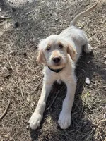 Beau (light blue), a male Goldendoodle for sale in Dallas, GA – Photo 6 of 7