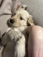 Beau (light blue), a male Goldendoodle for sale in Dallas, GA – Photo 3 of 7