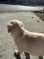 Beau (light blue), a male Goldendoodle for sale in Dallas, GA – Photo 5 of 7