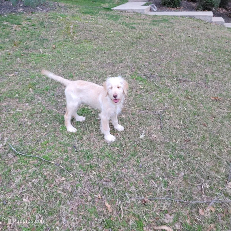 Beau (light blue) – Goldendoodle puppy for sale in Dallas, GA
