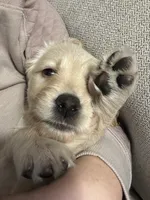 Beau (light blue), a male Goldendoodle for sale in Dallas, GA – Photo 4 of 7