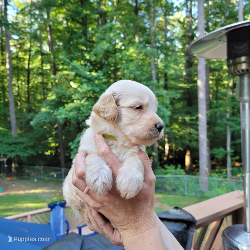 George- Lime Collar – Goldendoodle puppy for sale in Dallas, GA