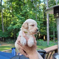 George- Lime Collar, a male Goldendoodle for sale in Dallas, GA – 1 of 2