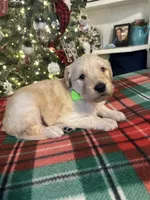 Levi-Ready to go home!, a male Goldendoodle for sale in Dallas, GA – Photo 2 of 2
