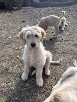Levi-Ready to go home!, a male Goldendoodle for sale in Dallas, GA – Photo 1 of 2