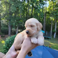 Waylon- Blue Collar, a male Goldendoodle for sale in Dallas, GA – 1 of 2