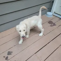 Toby- Orange Collar , a male Goldendoodle for sale in Dallas, GA – 9 of 9