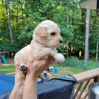 Willie- Black Collar, a male Goldendoodle for sale in Dallas, GA – 2 of 2