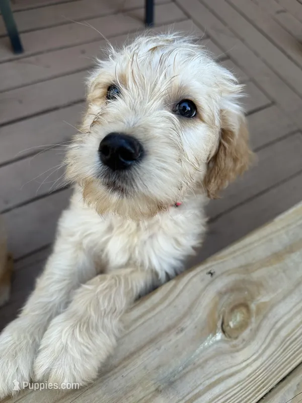 Ranger- Training started!