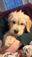 Ranger- Training started!, a male Goldendoodle for sale in Dallas, GA – Photo 7 of 8