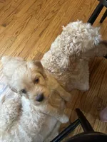 Ranger- Training started!, a male Goldendoodle for sale in Dallas, GA – Photo 5 of 8