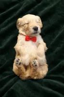 Ranger- Training started!, a male Goldendoodle for sale in Dallas, GA – Photo 3 of 8