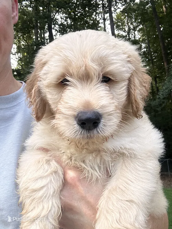 George- Lime Collar – Goldendoodle puppy for sale in Dallas, GA