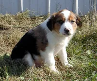 Jack, a male Australian Shepherd for sale in Warrensburg, MO – 4 of 6