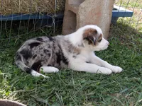 Jingle, a female Australian Shepherd for sale in Warrensburg, MO – 3 of 6