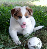Jem, a female Australian Shepherd for sale in Warrensburg, MO – 3 of 10