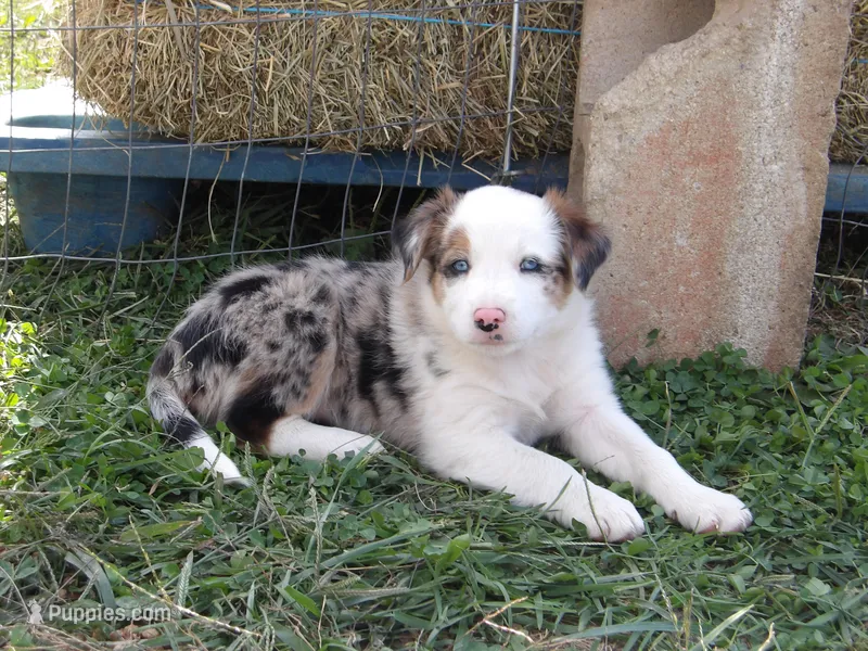 Jingle – Australian Shepherd puppy for sale in Warrensburg, MO