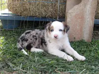 Jingle, a female Australian Shepherd for sale in Warrensburg, MO – 1 of 6