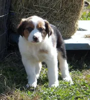 Jack, a male Australian Shepherd for sale in Warrensburg, MO – 3 of 6