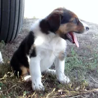 Jefferson, a male Australian Shepherd for sale in Warrensburg, MO – 5 of 8