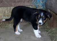 Judy, a female Australian Shepherd for sale in Warrensburg, MO – 1 of 6