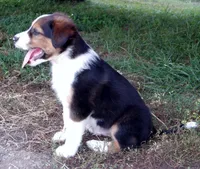 Jefferson, a male Australian Shepherd for sale in Warrensburg, MO – 3 of 8
