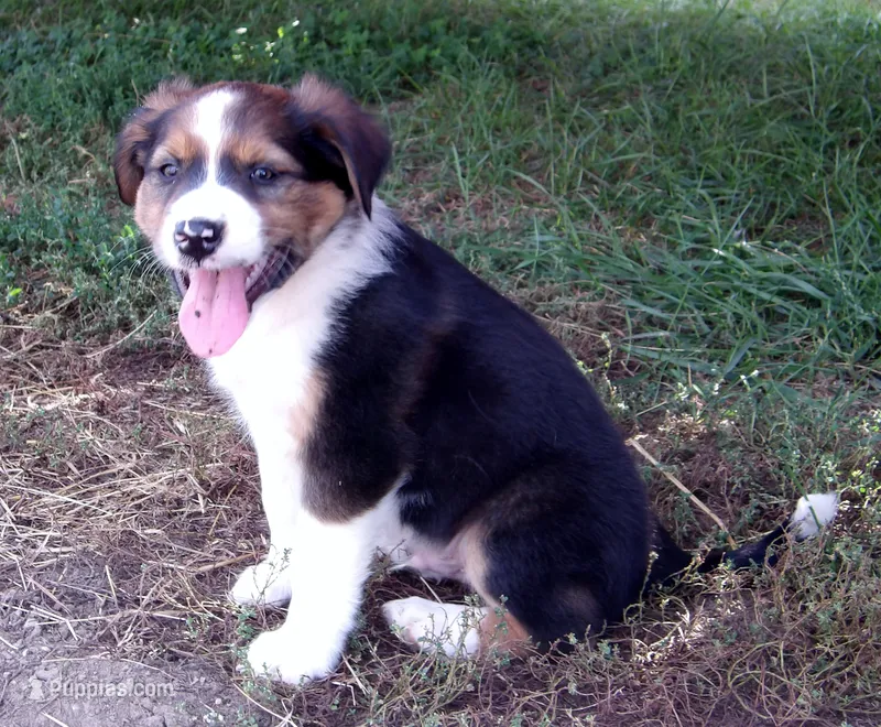 Jefferson – Australian Shepherd puppy for sale in Warrensburg, MO