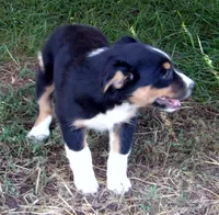Judy, a female Australian Shepherd for sale in Warrensburg, MO – 2 of 6