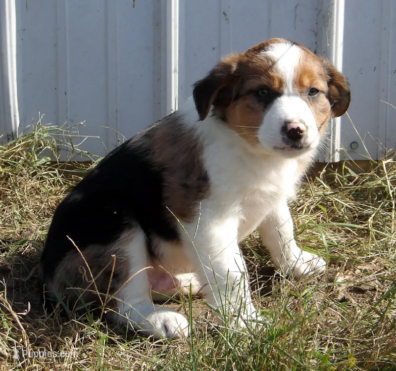 Jack – Australian Shepherd puppy for sale in Warrensburg, MO